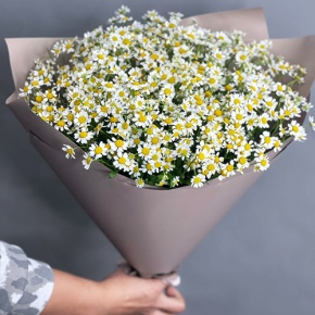 Букет из 17 ромашек танацетум в Коломне