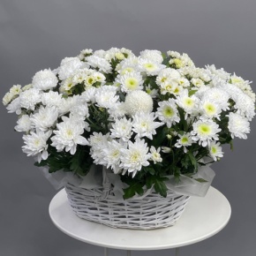 Композиция в корзине из микса хризантем в Коломне