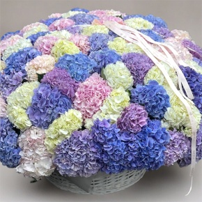 Композиция в корзине из 101 Голландской гортензии в Коломне