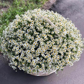 Композиция в корзине из 151 ромашки в Коломне