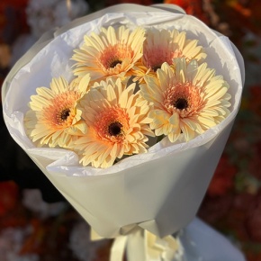 Букет из 5 персиковых гербер в Коломне