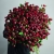 Монобукет из 75 кустовых роз Марун (70 см) в Коломне Монобукет из 75 кустовых роз Марун (70 см) в Коломне
