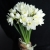 Букет из 25 нарциссов в Коломне